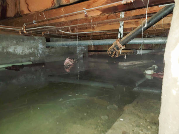 Best Professional water damage repair  in Spirit Lake, IA