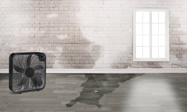 Best Mold removal after water damage  in Spirit Lake, IA